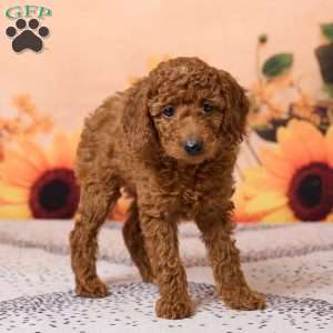Callie, Miniature Poodle Puppy